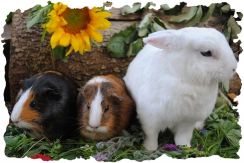 Meerschweinchen und Kaninchen