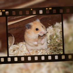 Grundfutter Goldhamster